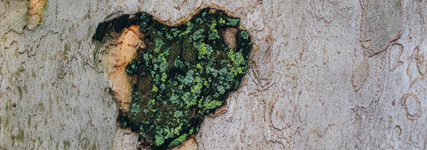 Moss heart on tree bark