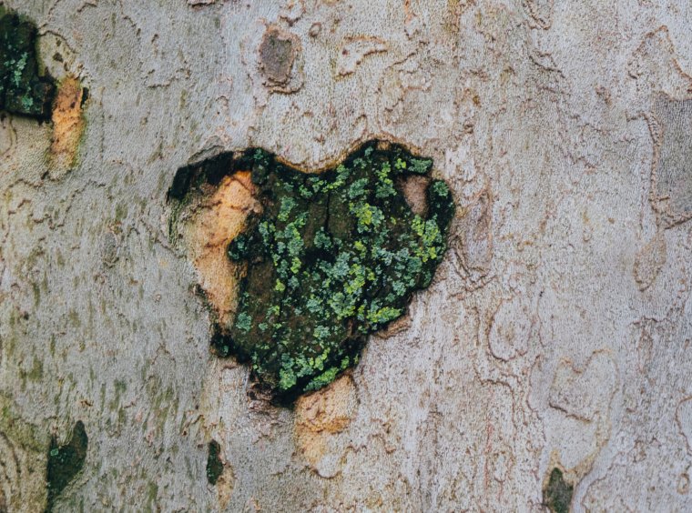 Moss heart on tree bark