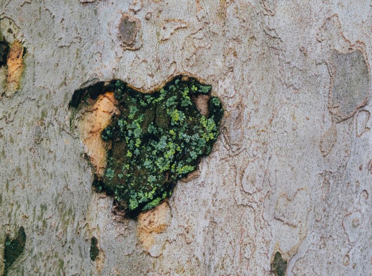 Heart made of moss