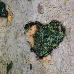Moss heart on tree bark