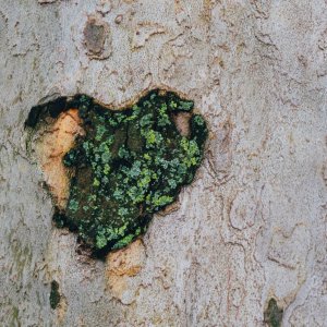 Heart made of moss